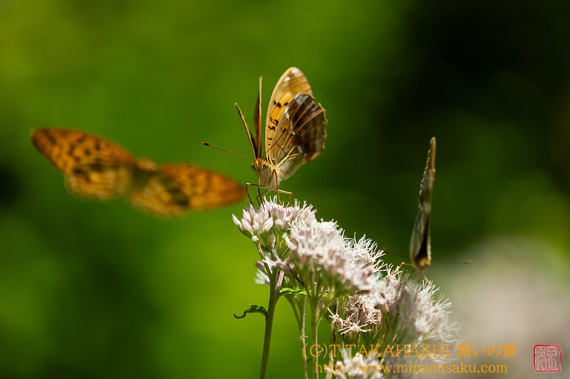 ../Images/7R250720 (118).jpg